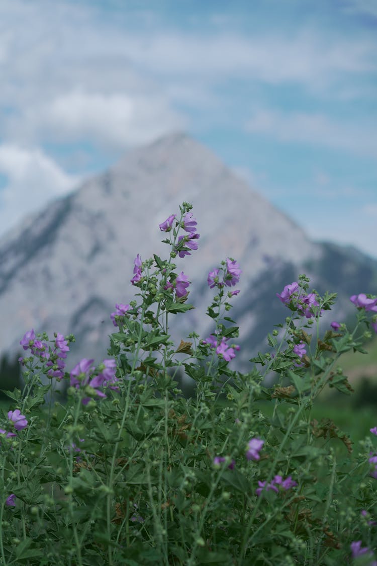 Wildflowers And Mountain In Background