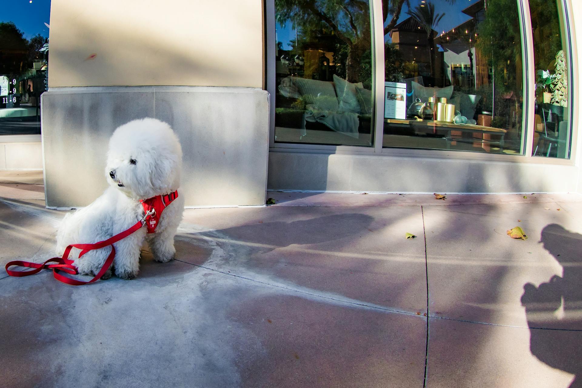 Söt Bichon Frise sitter på ett betonggolv