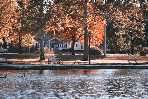 Empty Bench Near the Lake