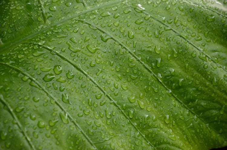 Green Leaf With Dewdrops 