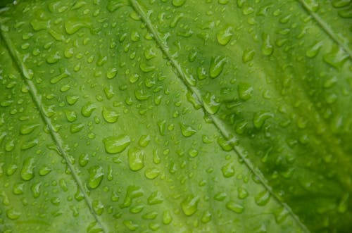 Wet green leaf in close up