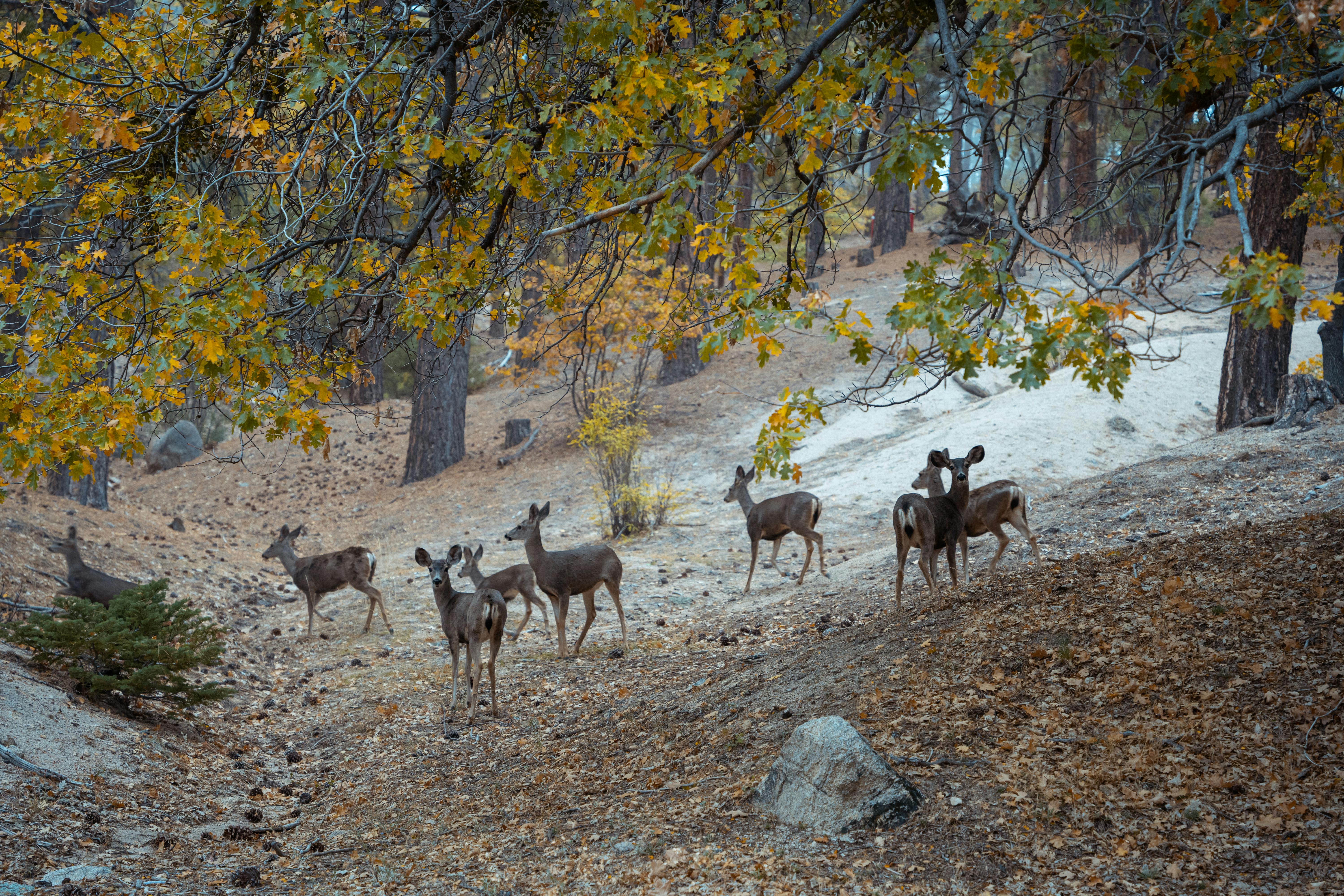 herd of deers