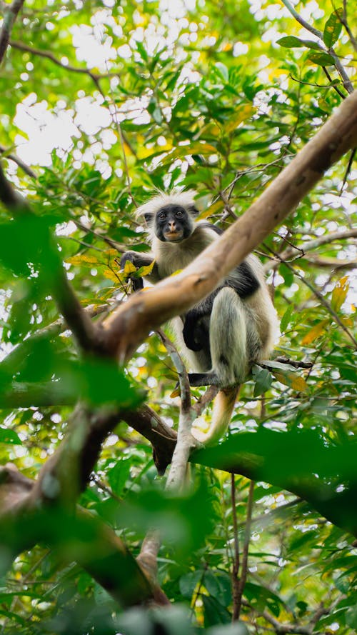 Gratis stockfoto met beest, colobus, dieren in het wild