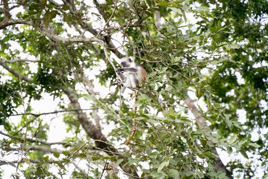 Jozani forest red colobus monkeys — Zanzibar