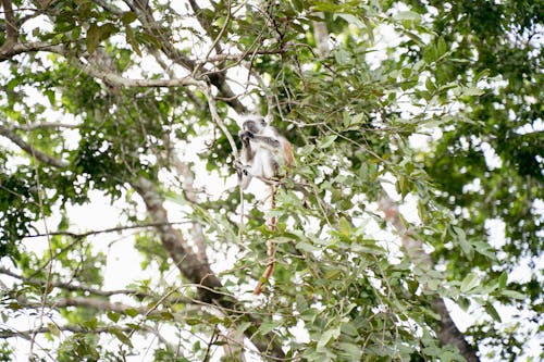 Close-up of a Monkey Sitting on a Branch 