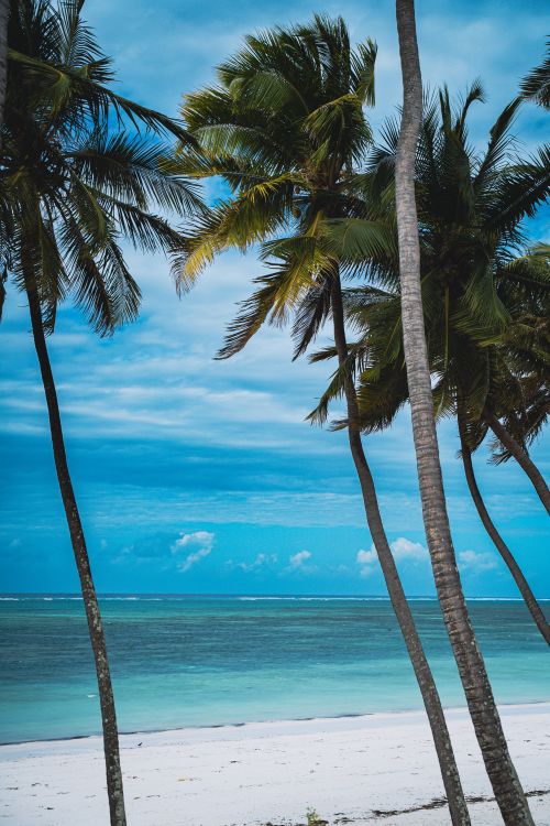 Free Palm trees swaying gently by a serene seaside, capturing the essence of tropical tranquility. Stock Photo