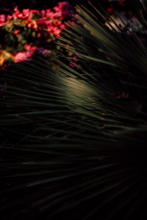 Palm Leaves in the Dark 