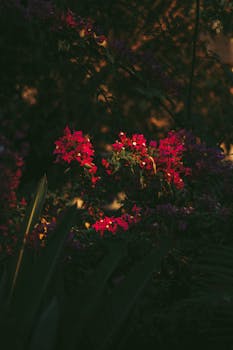 Richly colored bougainvillea flowers bask in the warm glow of a summer sunset.