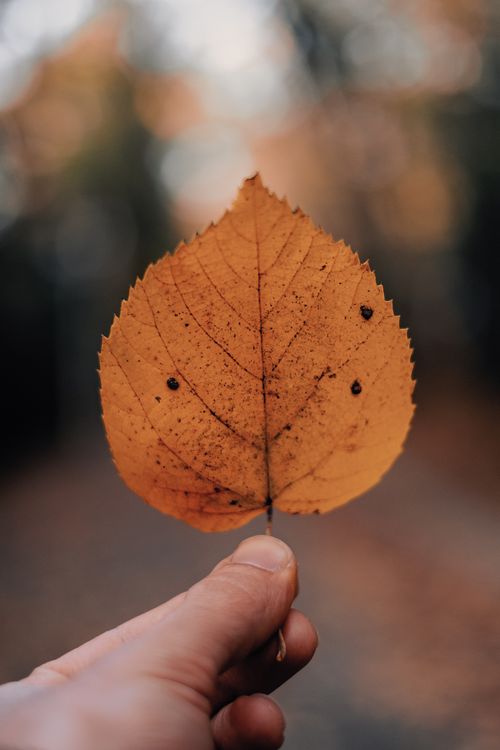 Free A detailed close-up of a hand holding a dried leaf with a blurred natural background. Stock Photo
