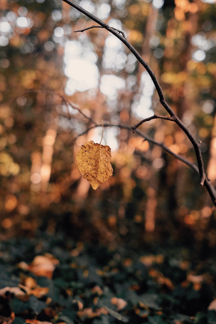 Singular Autumn Leaf Hanging Onto Branch