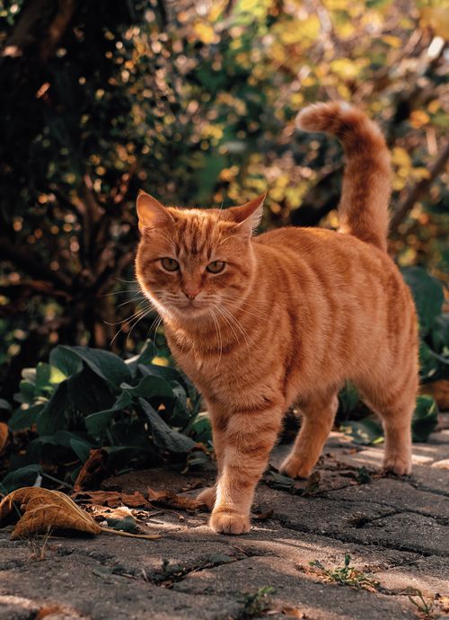 Free Orange tabby cat strolling in a sunlit garden, captured beautifully in autumn light. Stock Photo