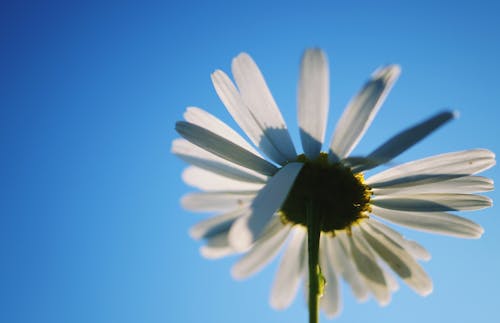 Бесплатное стоковое фото с белый, цветок