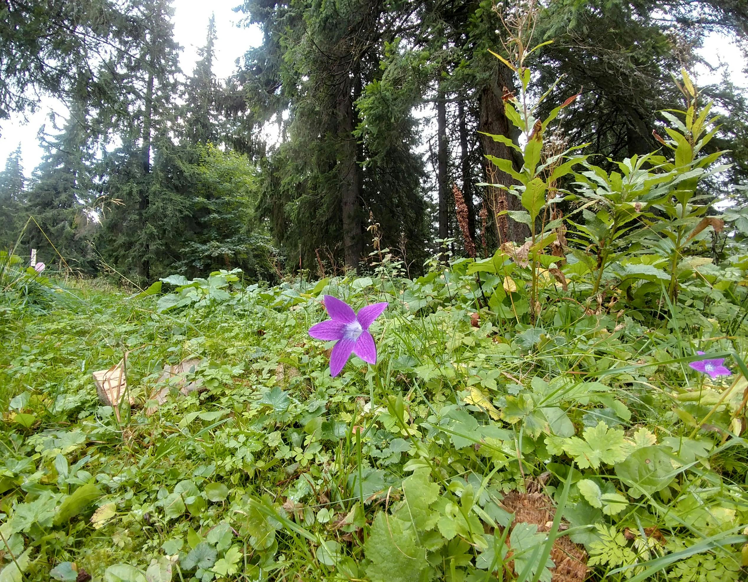 Free stock photo of flower, forest, purple flower