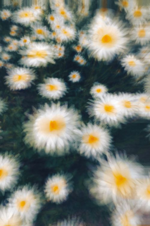 Free A dynamic close-up photo of blurred daisies in bloom, creating an artistic and dreamy floral scene. Stock Photo
