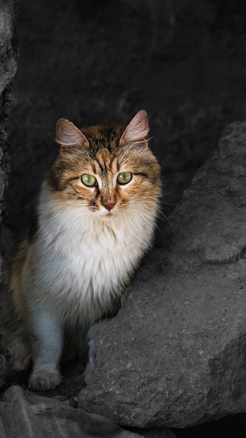 Tabby Cat Standing Beside a Rock