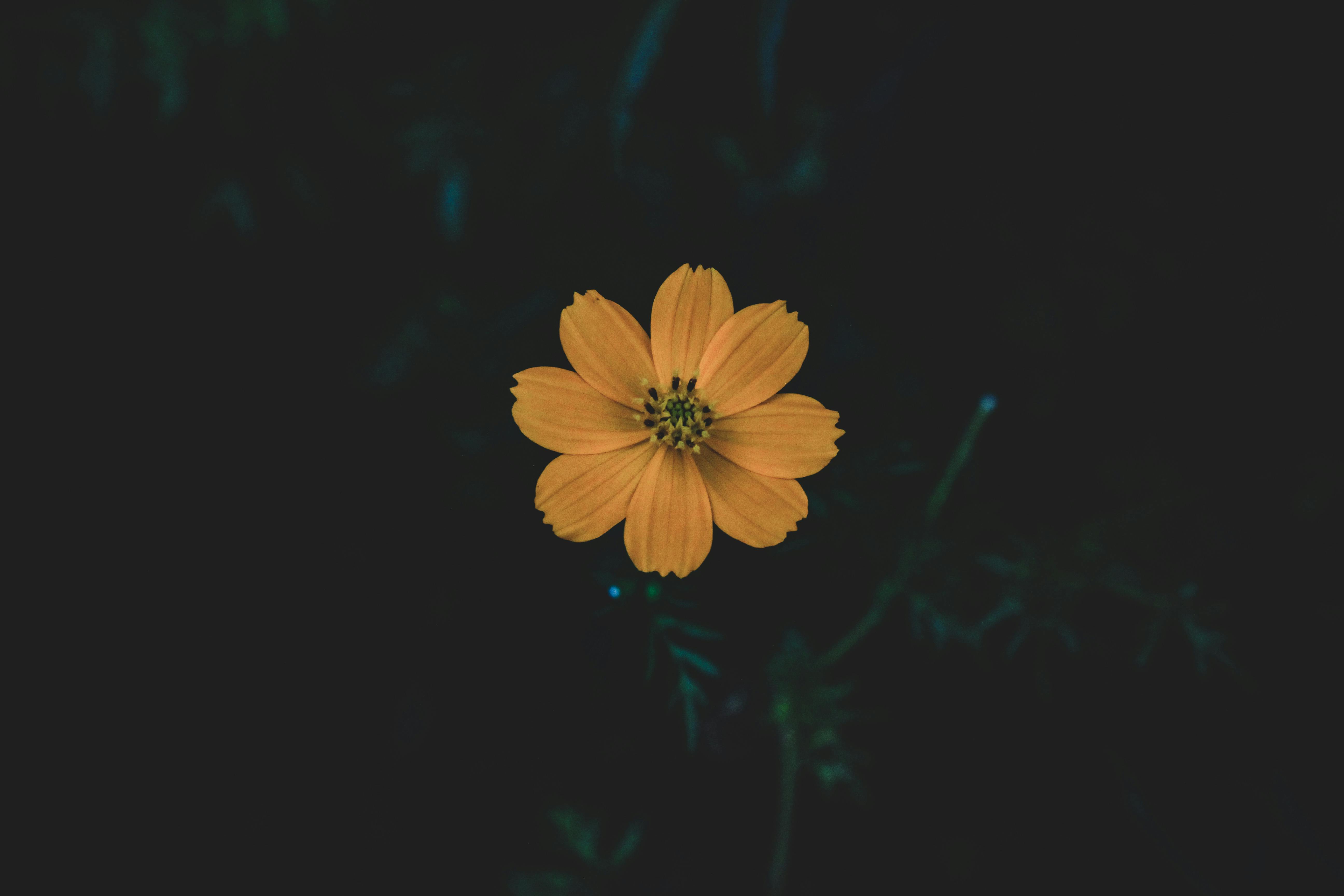 Free stock photo of android wallpaper, beautiful flowers, black background