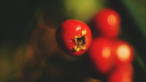 Foto profissional grátis de cereja, close, macro