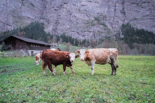 奶牛, 家畜, 房子 的 免费素材图片