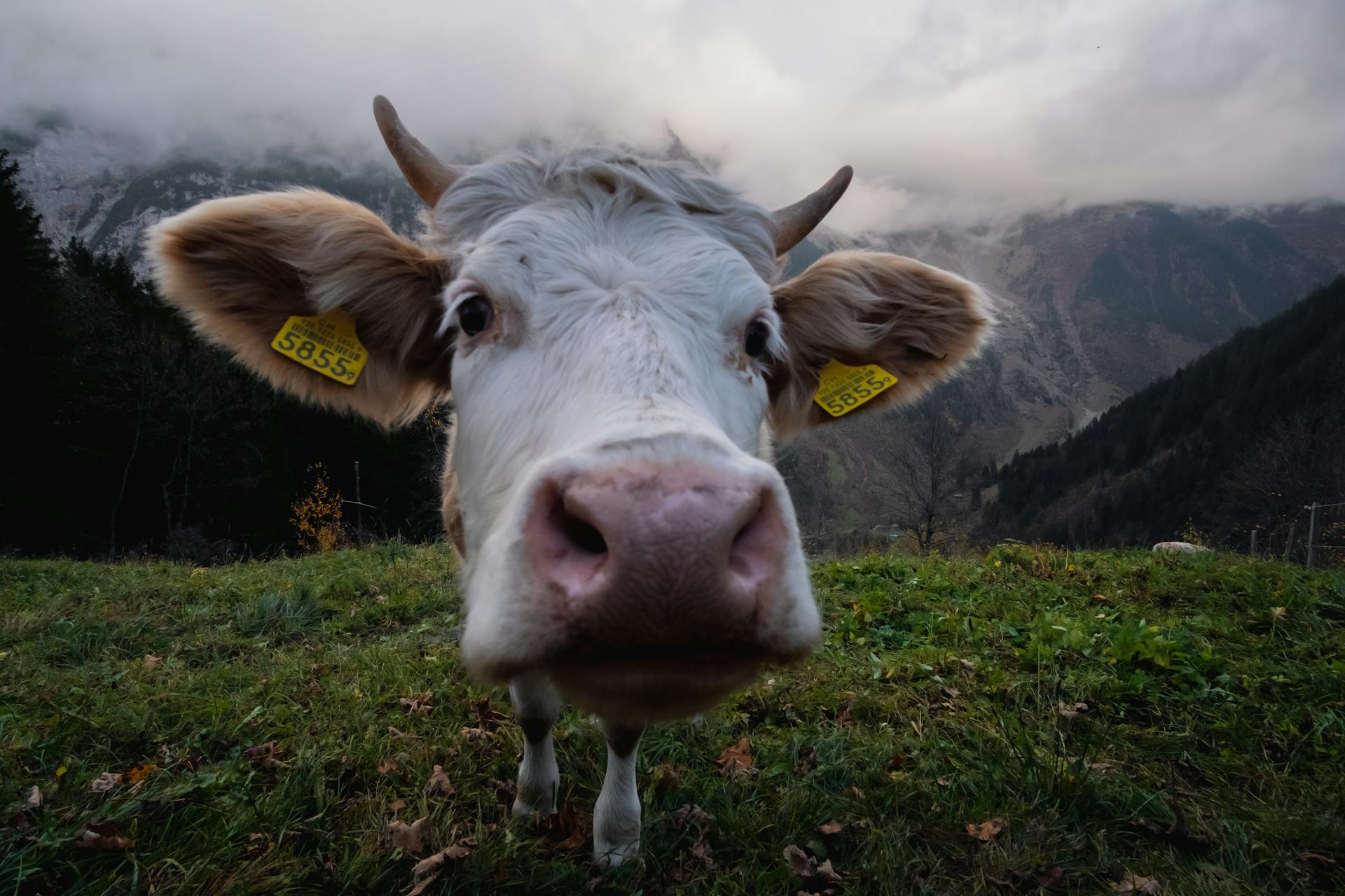 A curious cow with ear tags gazes into the camera in a lush, mountainous pasture setting.