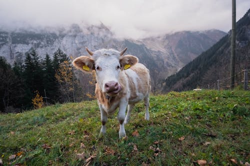 alan, büyükbaş hayvanlar, dağlar içeren Ücretsiz stok fotoğraf