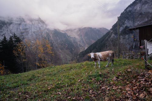 Foto profissional grátis de agricultura, animal, área