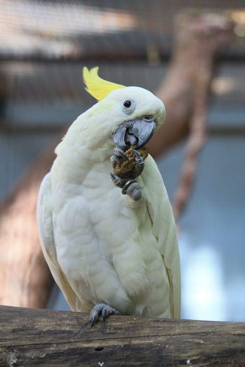 Kostenloses Stock Foto zu kakadu mit gelbem haube, nahansicht, tier