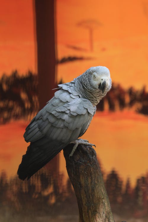 A Gray Parrot on a Wood