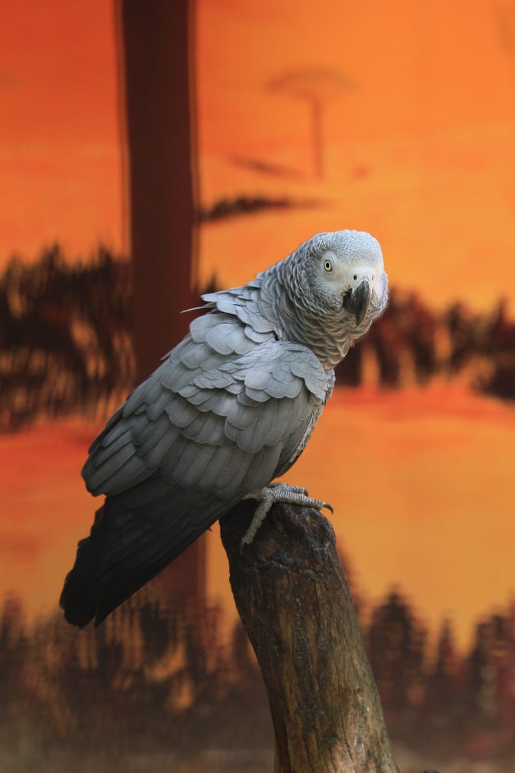 A Gray Parrot On A Wood