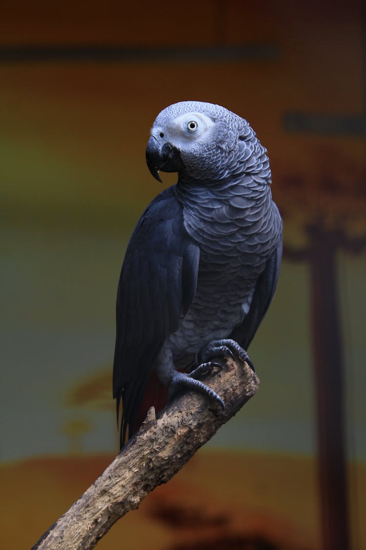 Congo Gray Parrot Sitting On A Branch