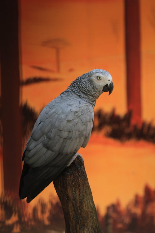 Close-Up Shot of a Grey Parrot