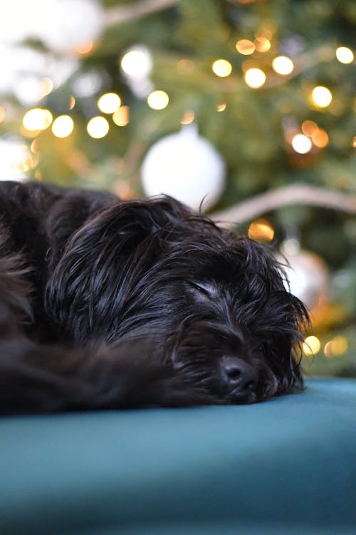 Free Close-Up Shot of a Sleeping Dog  Stock Photo