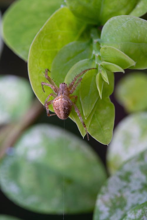 Orb Weaver Spider on Green Leaf