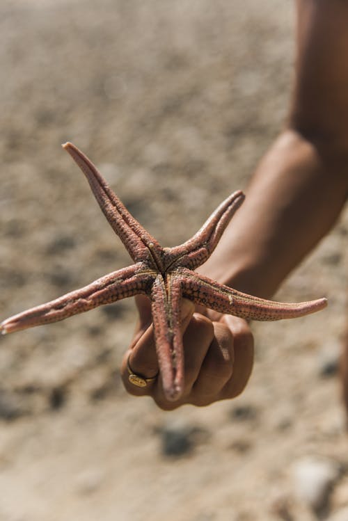 Foto stok gratis binatang, bintang laut, echinoderm