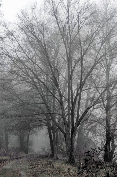 Imagine de stoc gratuită din alb-negru, arbori, cădere
