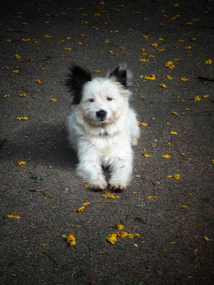 Cute Puppy Lying On Ground