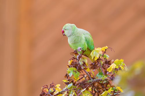 A Green Parakeet Perched on a Tree Branch