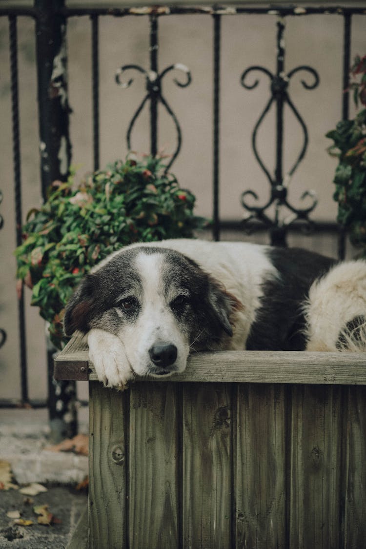 Sad Dog Lying On Wooden Planter