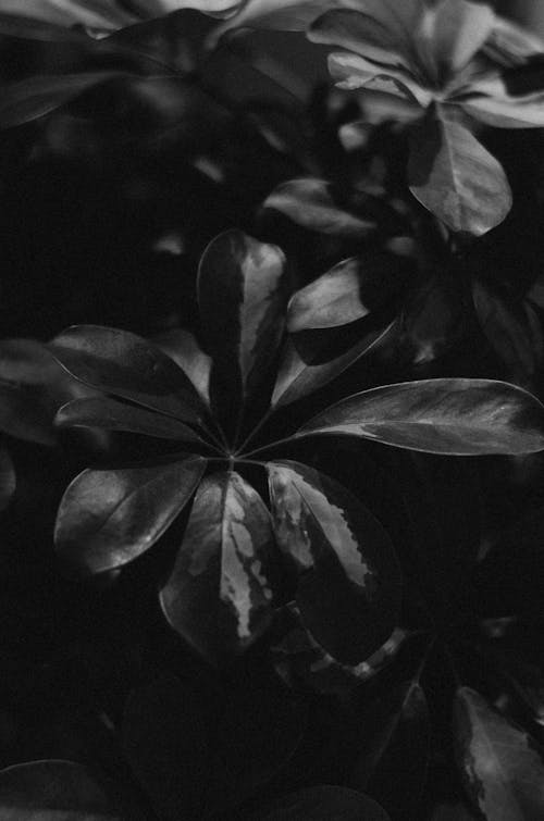 Grayscale Photo of Leaves