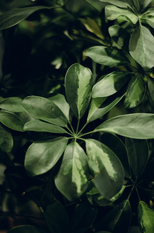 Close-Up Shot of Green Leaves