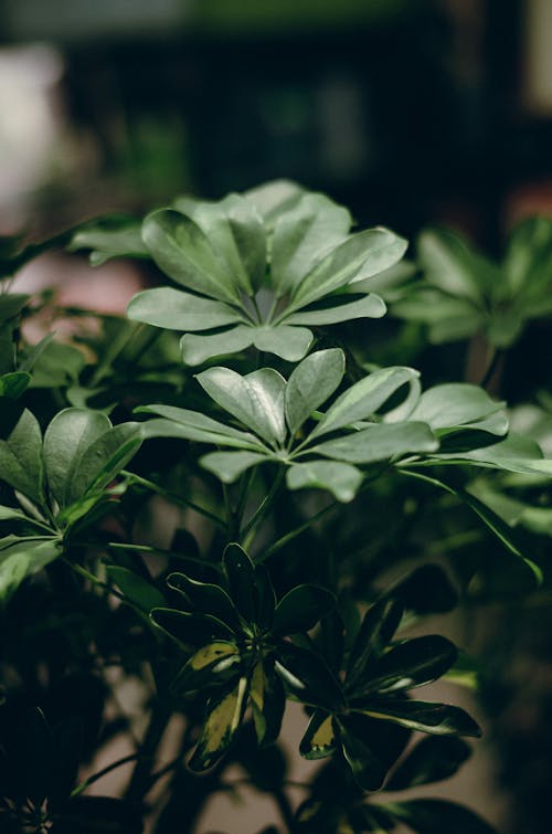 Close-Up Shot of Green Leaves 