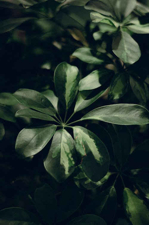 Close-Up Shot of Green Leaves 