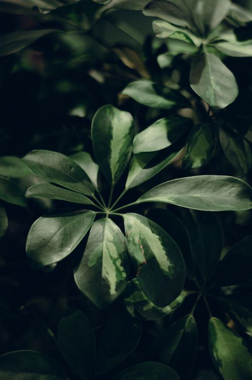 Free Detailed close-up of rich green leaves, showcasing natural textures and patterns in a peaceful nature setting. Stock Photo
