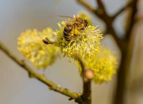 Close-Up Shot of a Bee Perched on a Yellow Flower