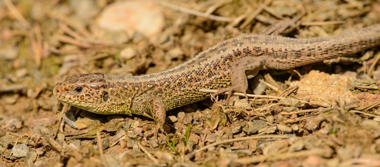 Close-Up Shot Of A Salamander