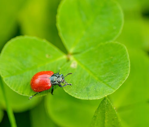 Foto stok gratis beetle, chrysomela populi, daun-daun hijau