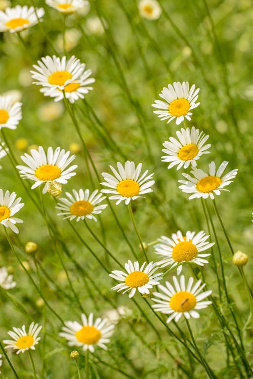 Gratis lagerfoto af bellis, blomstrende, flora