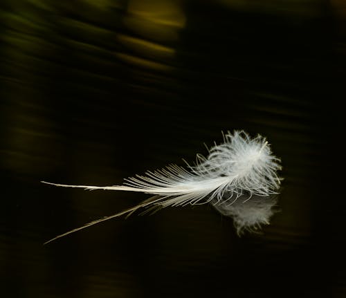 Darmowe zdjęcie z galerii z latający, pióro, zbliżenie