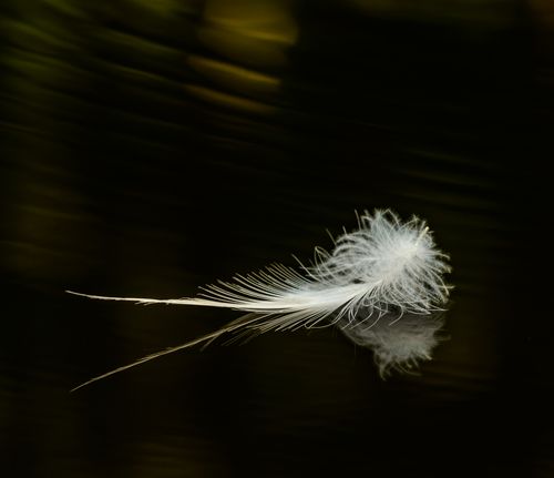 Free A single, delicate white feather peacefully floats on dark water, creating a serene reflection. Stock Photo