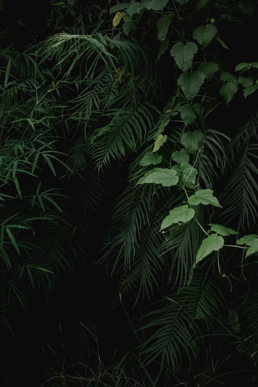 Dense green leaves and vines in a tropical forest — Nastia Ligrain on Pexels