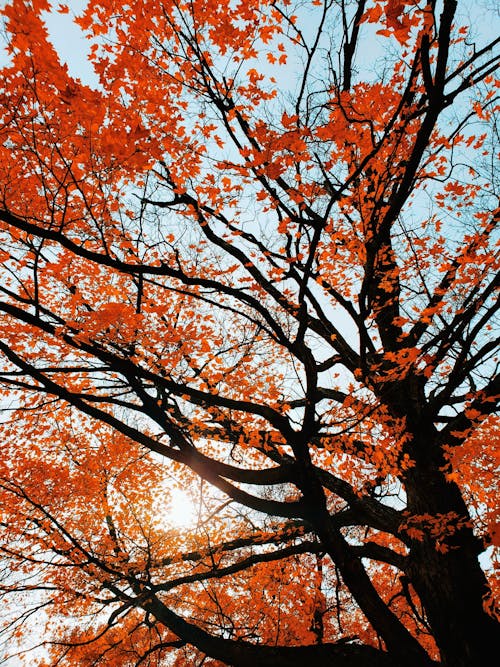 Immagine gratuita di albero, autunno, foglie